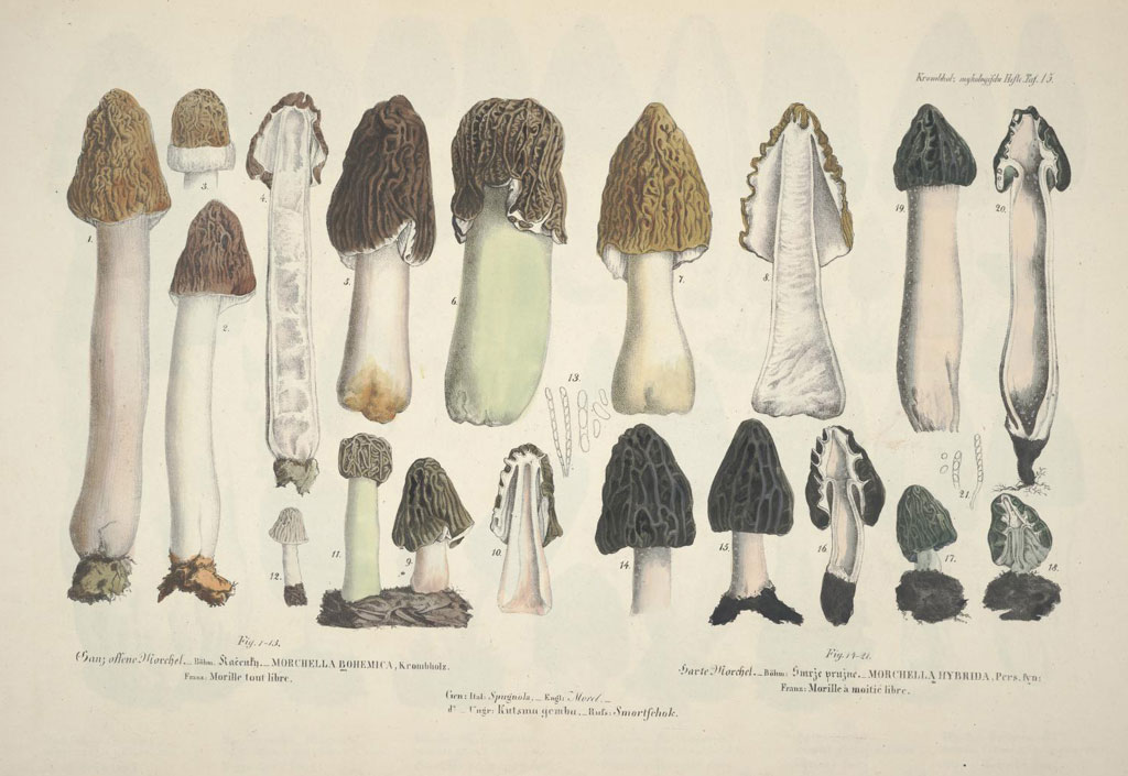 Questionable Morels Questionable Morels : r/mycology